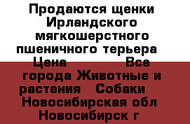 Продаются щенки Ирландского мягкошерстного пшеничного терьера › Цена ­ 30 000 - Все города Животные и растения » Собаки   . Новосибирская обл.,Новосибирск г.